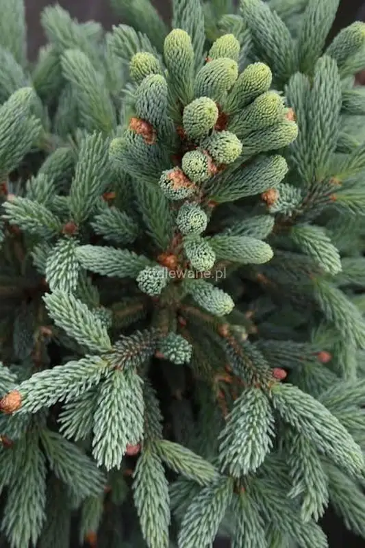 Ялина лікянська – Picea likiangensis likiangensis (висота 70 см, горщик C10)
