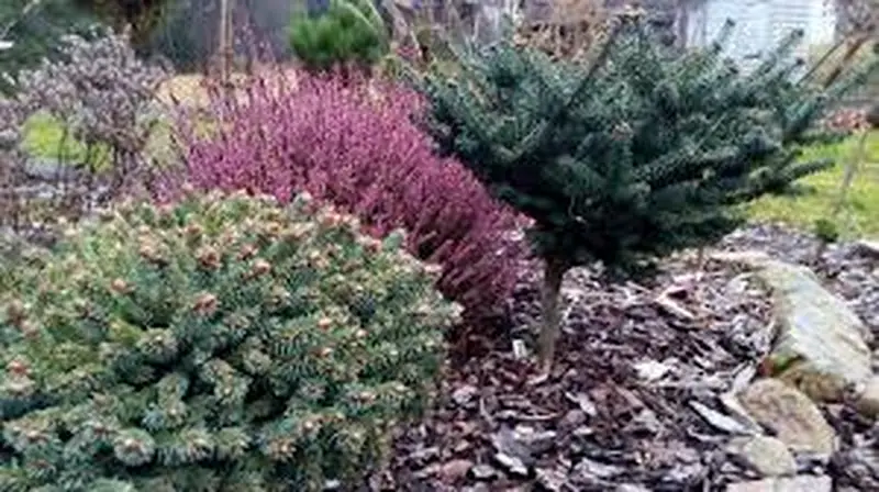 Купити саджанці Picea mariana Arij в розсаднику Sadgosp