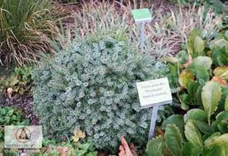 Купити саджанці Picea omorika Picobello в розсаднику Sadgosp