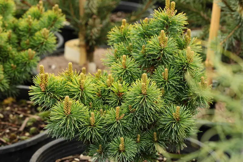Купити саджанці Pinus parviflora Nellie D в розсаднику Sadgosp