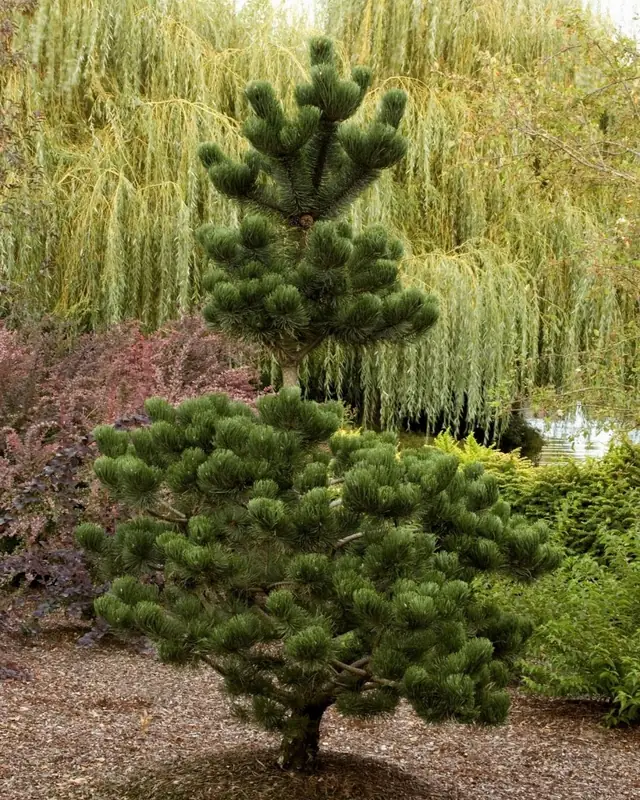 Купити саджанці Pinus nigra Oregon Green в розсаднику Sadgosp
