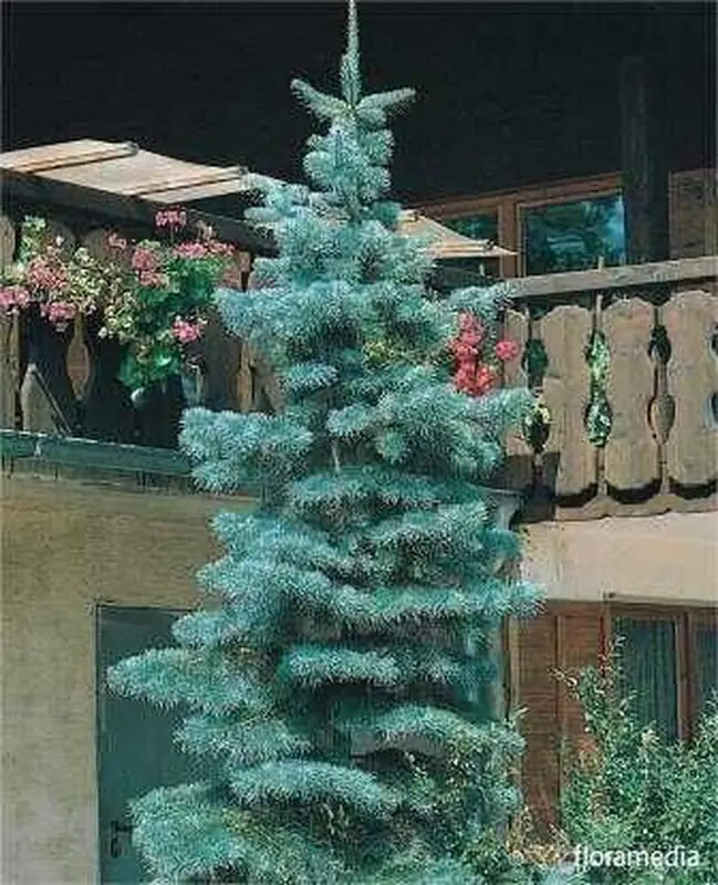 Купити саджанці Abies concolor Violacea в розсаднику Sadgosp