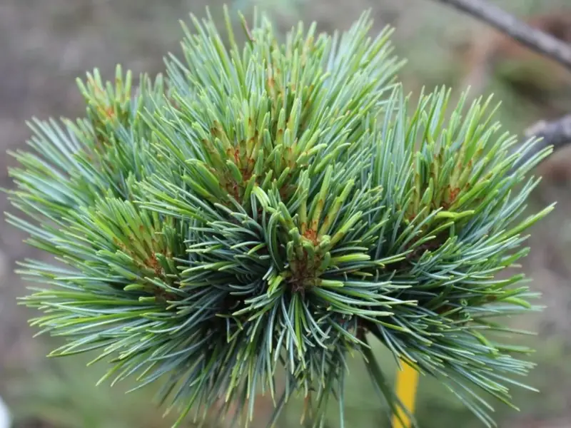 Купити саджанці Pinus koraiensis Patriarch в розсаднику Sadgosp