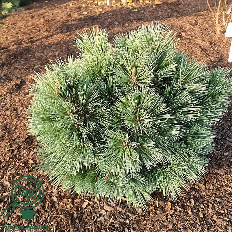 Купити саджанці Pinus flexilis Novajo в розсаднику Sadgosp
