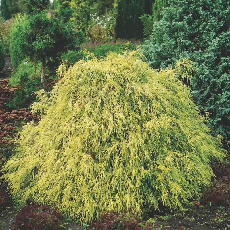 Купити саджанці Chamaecyparis pisifera Filifera Aurea в розсаднику Sadgosp