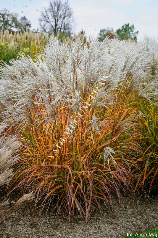 Купити саджанці Miscanthus sinensis Golden  Galaxy в розсаднику Sadgosp