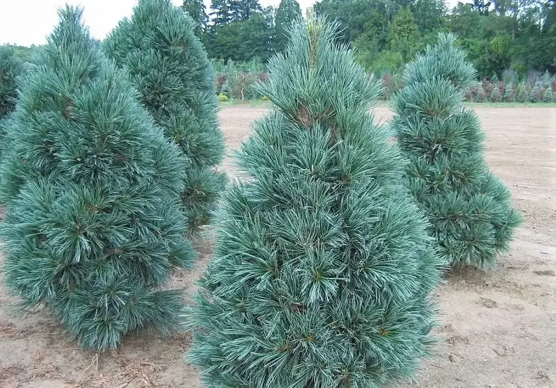 Купити саджанці Pinus flexilis Vanderwolf Pyramid в розсаднику Sadgosp