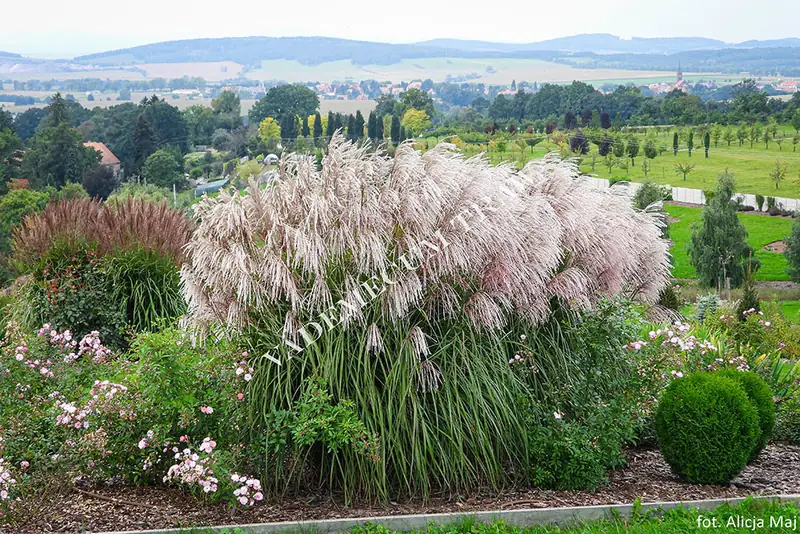 Купити саджанці Miscanthus sinensis Snow Queen в розсаднику Sadgosp