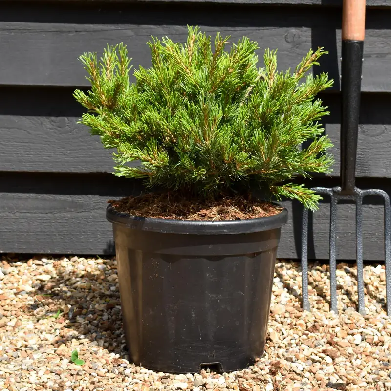 Купити саджанці Pinus parviflora Linda в розсаднику Sadgosp