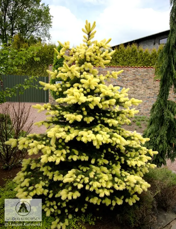 Купити саджанці Picea pungens 'Maigold' в розсаднику Sadgosp