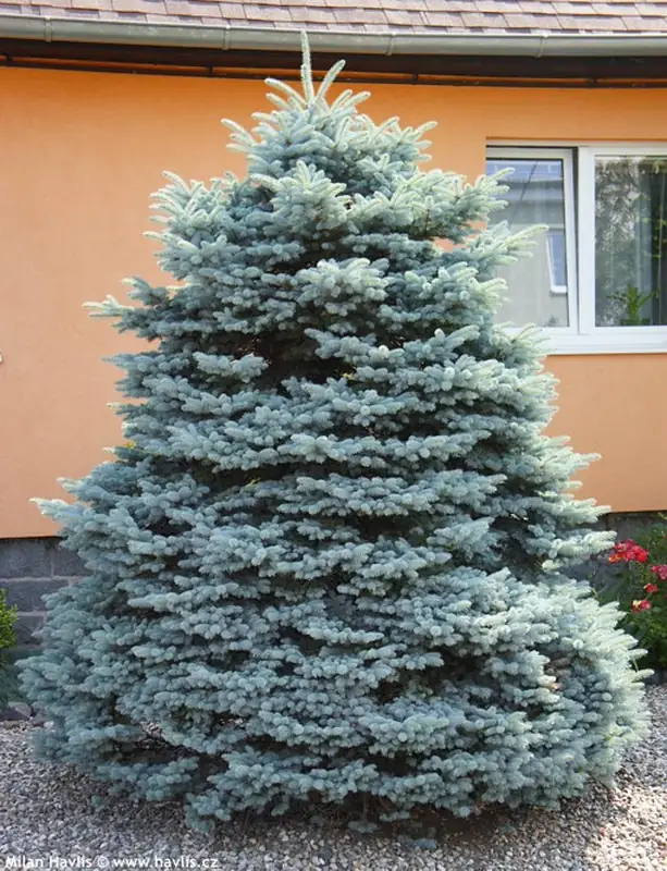 Купити саджанці Abies lasiocarpa Compacta в розсаднику Sadgosp