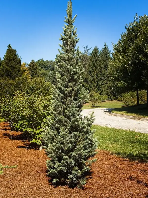 Купити саджанці Abies concolor 'Fastigiata' в розсаднику Sadgosp