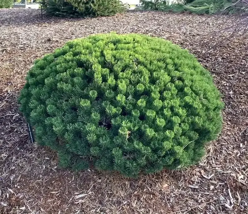 Купити саджанці Pinus mugo Sherwood Compact в розсаднику Sadgosp