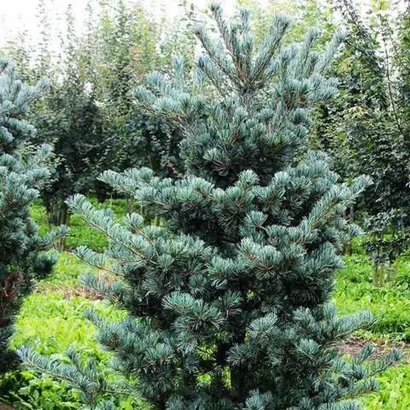 Купити саджанці Pinus parviflora Saphir в розсаднику Sadgosp