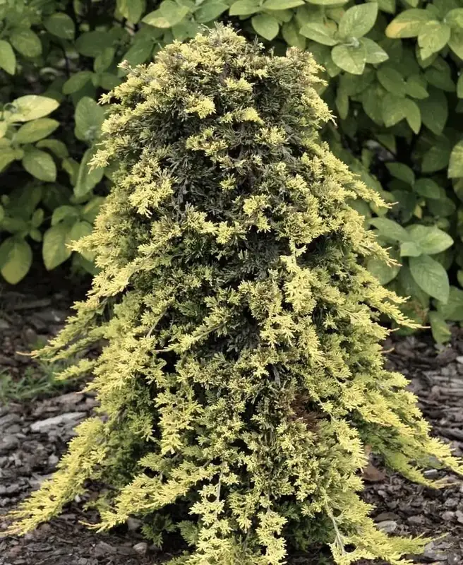 Купити саджанці Juniperus horizontalis Golden Carpet в розсаднику Sadgosp