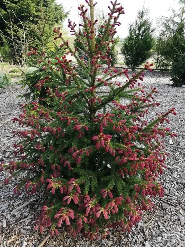 Купити саджанці Picea abies 'Rydal' в розсаднику Sadgosp
