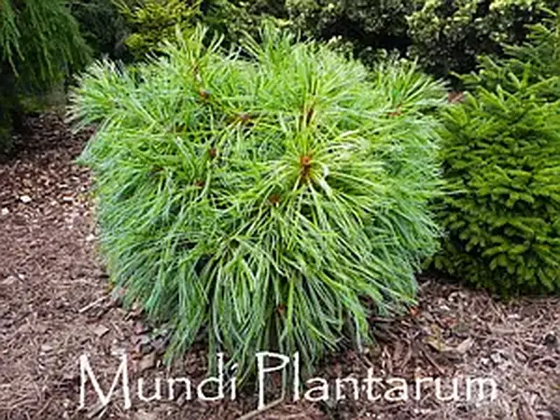 Купити саджанці Pinus koraiensis Hexenbesen в розсаднику Sadgosp