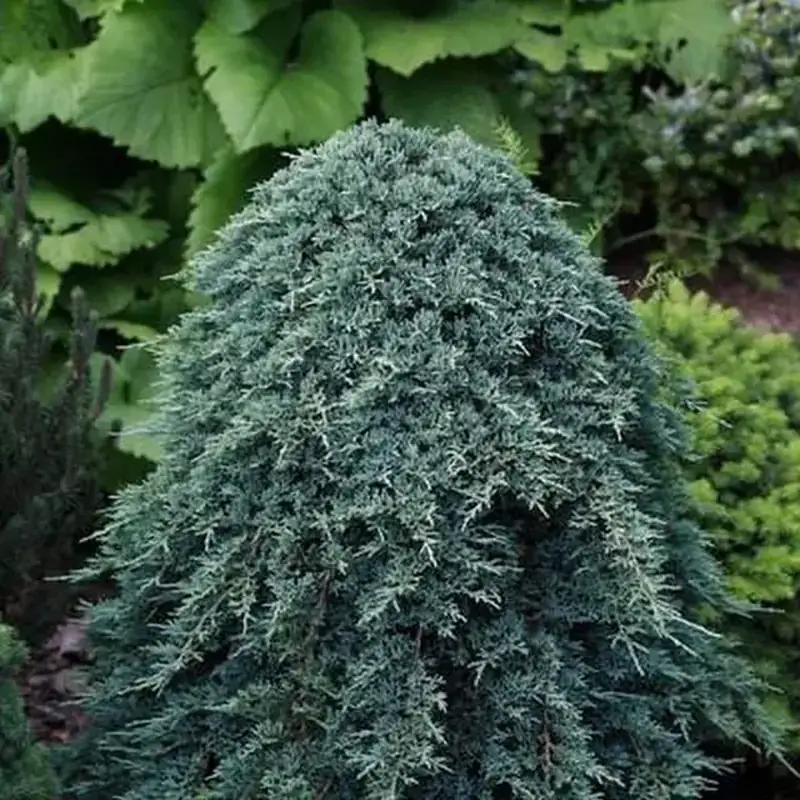 Купити саджанці Juniperus horizontalis Ice Blue в розсаднику Sadgosp