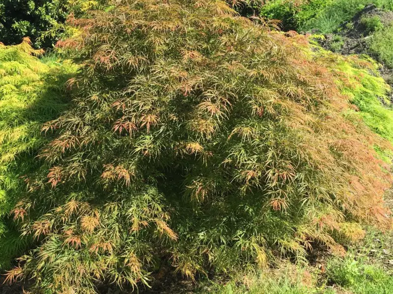Купити саджанці Acer palmatum Emma в розсаднику Sadgosp