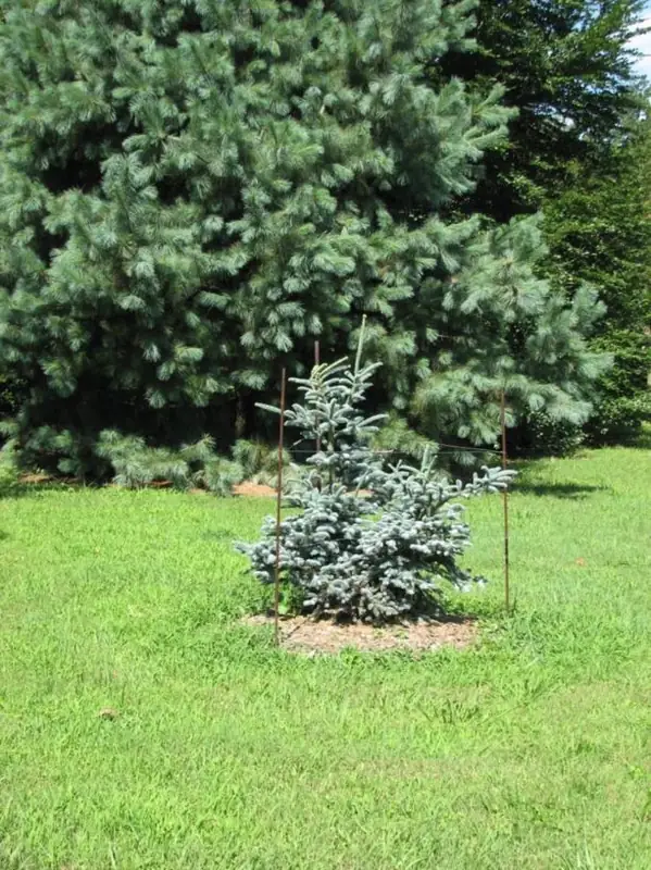 Купити саджанці Abies procera Silver в розсаднику Sadgosp