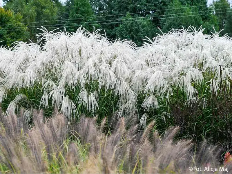 Купити саджанці Miscanthus sinensis Heron в розсаднику Sadgosp
