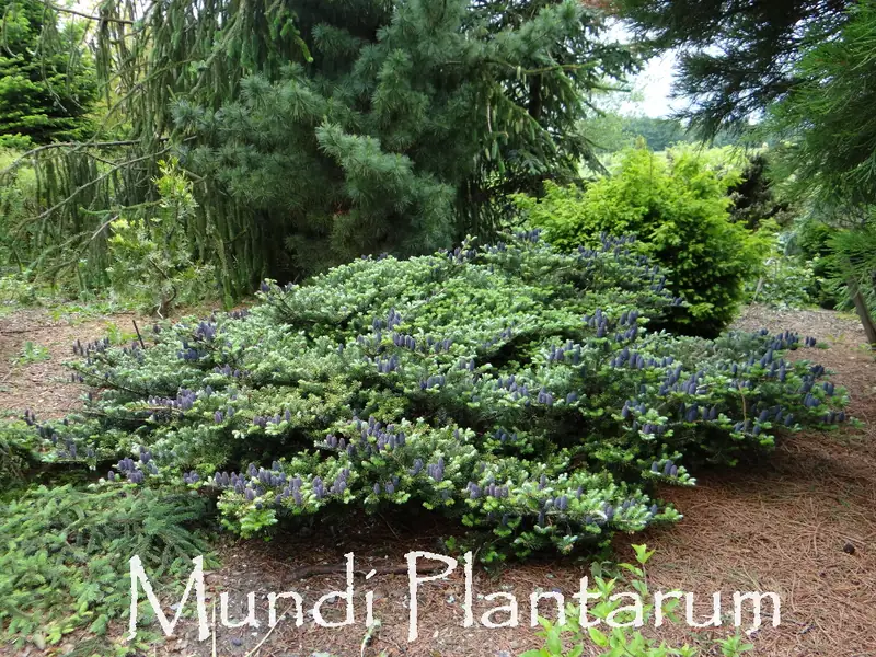 Купити саджанці Abies koreana 'Green Carpet' в розсаднику Sadgosp