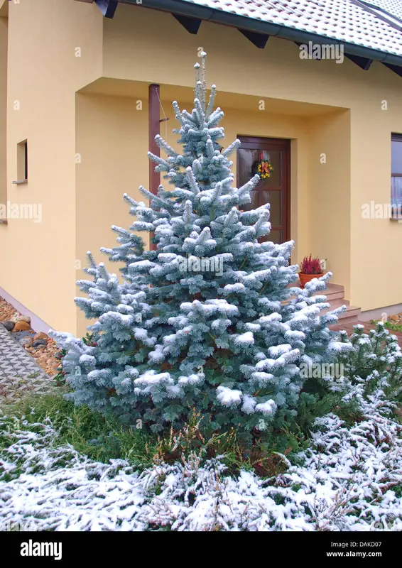 Купити саджанці Abies lasiocarpa 'Argentea' в розсаднику Sadgosp