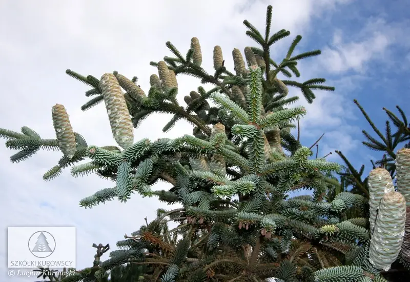 Купити саджанці Abies pinsapo 'Kelleriis' в розсаднику Sadgosp