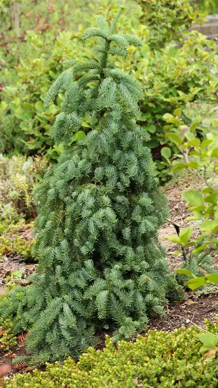 Купити саджанці Abies procera La Graciosa в розсаднику Sadgosp