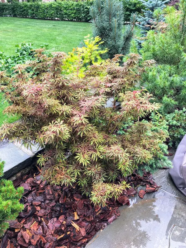 Купити саджанці Acer palmatum Jerre Schwartz в розсаднику Sadgosp