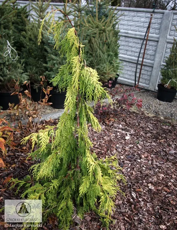 Купити саджанці Chamaecyparis nootkatensis Golden Waterfall в розсаднику Sadgosp