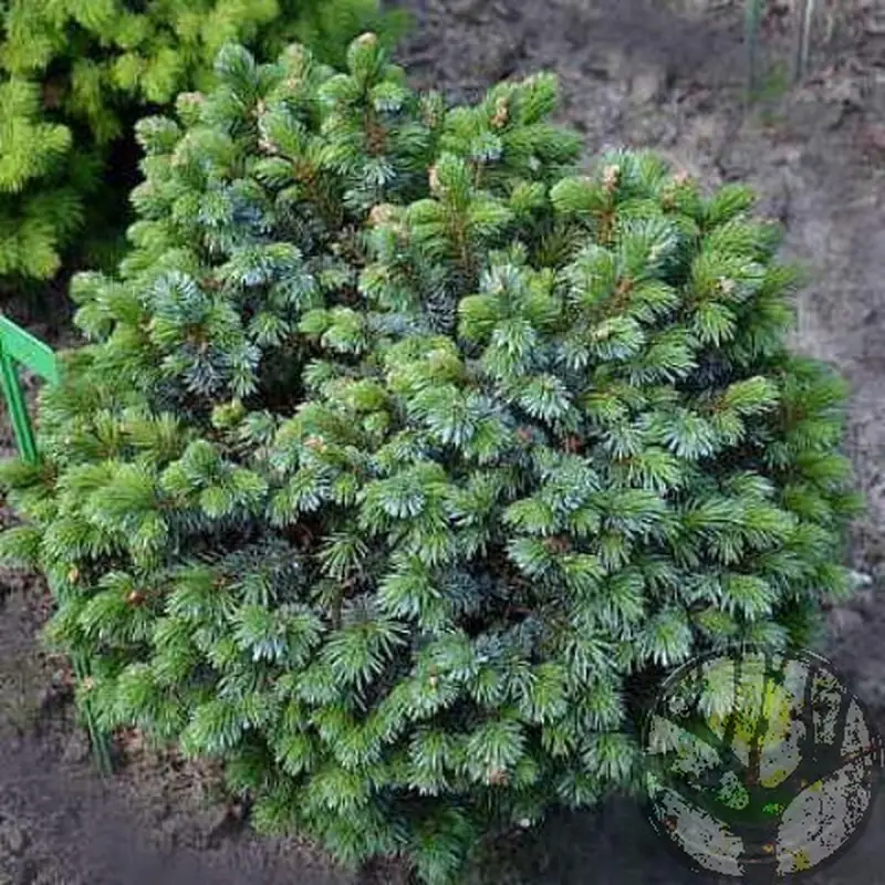 Купити саджанці Picea sitchensis Rom в розсаднику Sadgosp