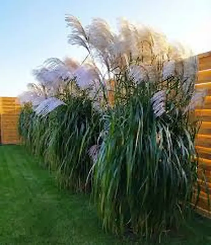 Купити саджанці Miscanthus sinensis Memory в розсаднику Sadgosp