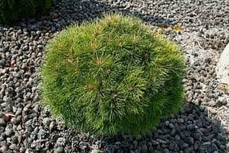 Купити саджанці Pinus nigra Otto's Compact в розсаднику Sadgosp