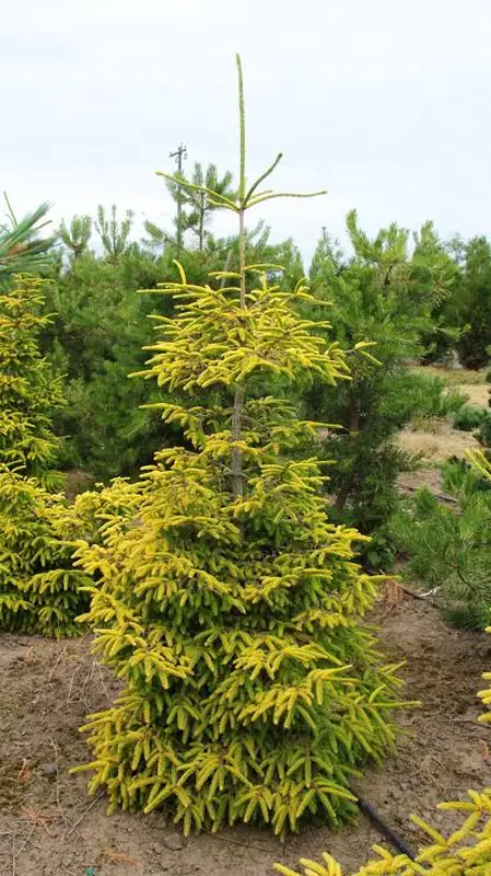 Купити саджанці Picea orientalis Skylands в розсаднику Sadgosp
