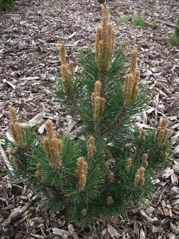 Купити саджанці Pinus resinosa Watnong в розсаднику Sadgosp