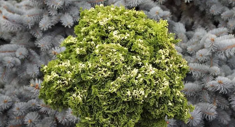 Кипарисовик тупий – Chamaecyparis obtusa Tonia (висота 2150 см, горщик C10) на штамбі