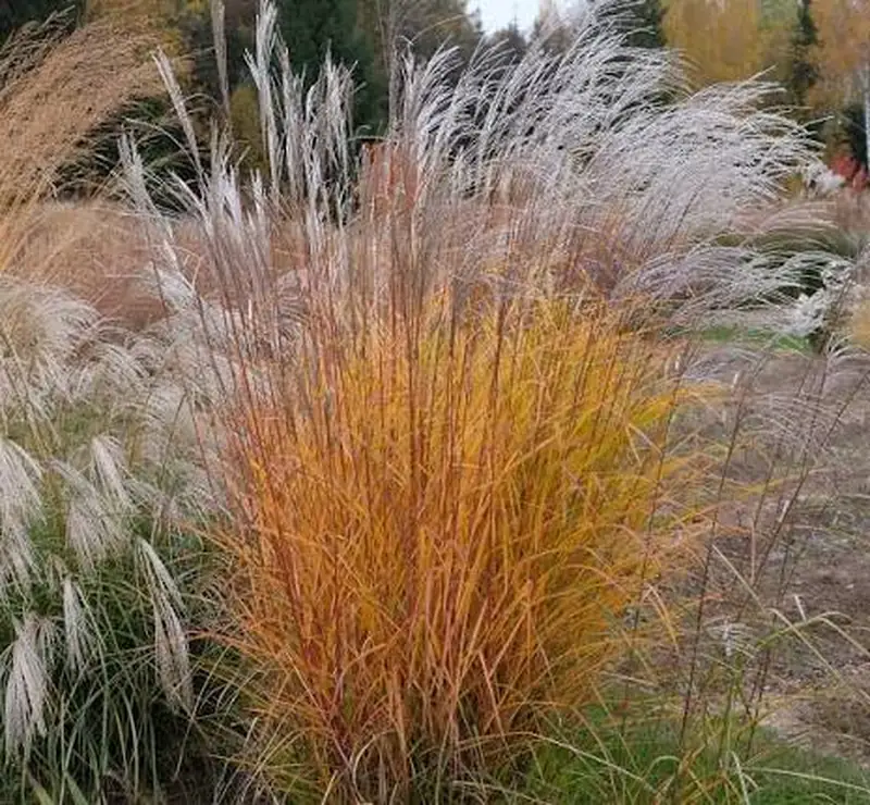 Міскантус китайський – Miscanthus sinensis Anthony White (висота 30-40 см, горщик C-2)