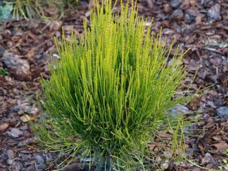 Туя східна – Thuja orientalis Franky Boy (горщик C10) на штамбі