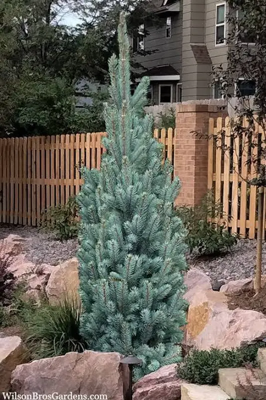 Купити саджанці Picea pungens 'Blue Totem' в розсаднику Sadgosp