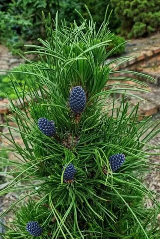 Купити саджанці Pinus heldreichii Atze Saule в розсаднику Sadgosp