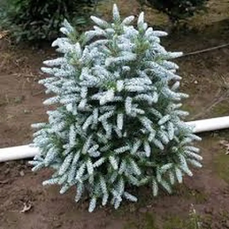 Купити саджанці Abies koreana Silver Show в розсаднику Sadgosp