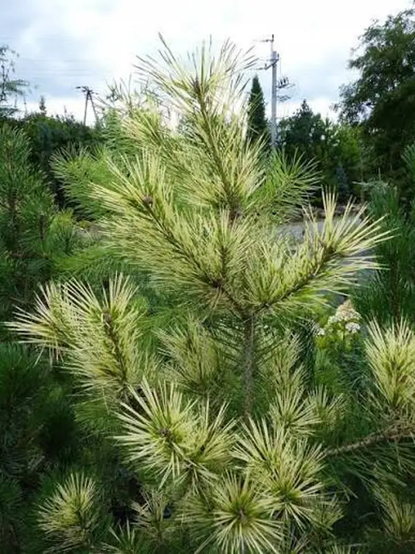 Купити саджанці Pinus densiflora Shiro Nishiki в розсаднику Sadgosp
