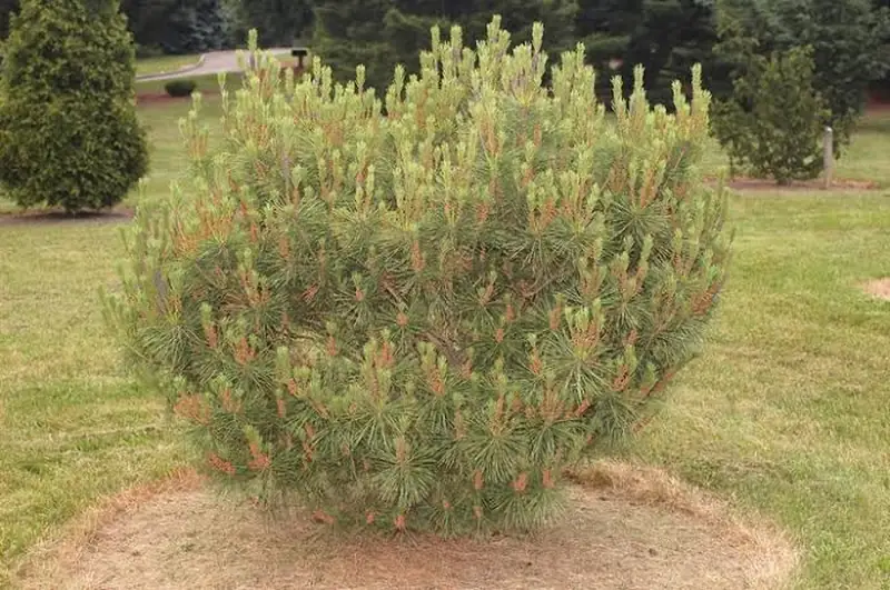 Купити саджанці Pinus densiflora Heavy Bud в розсаднику Sadgosp