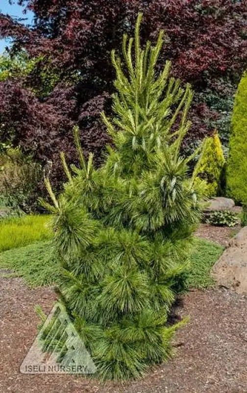 Купити саджанці Pinus schwerinii Wiethorst в розсаднику Sadgosp
