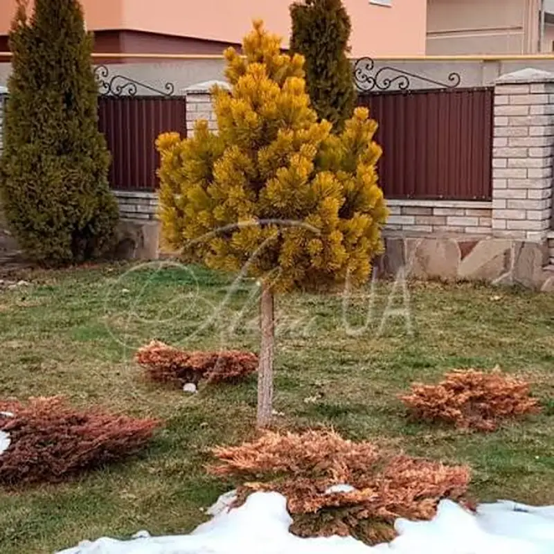 Купити саджанці Pinus mugo Winter Gold в розсаднику Sadgosp