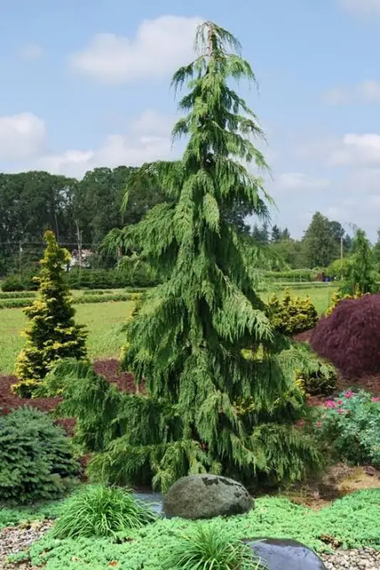 Кипарисовик нутканський – Chamaecyparis nootkatensis Pendula (висота 100-120 см, горщик C10)