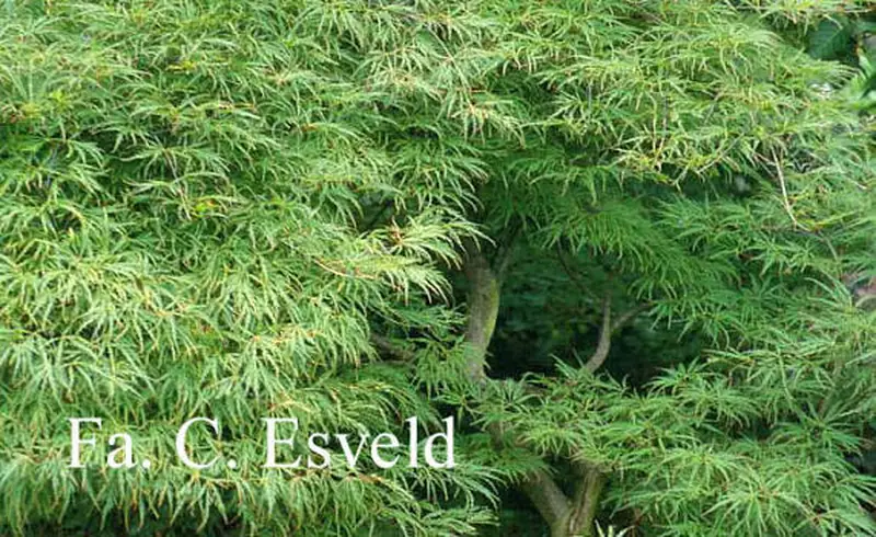 Купити саджанці Acer palmatum Demi Sec в розсаднику Sadgosp