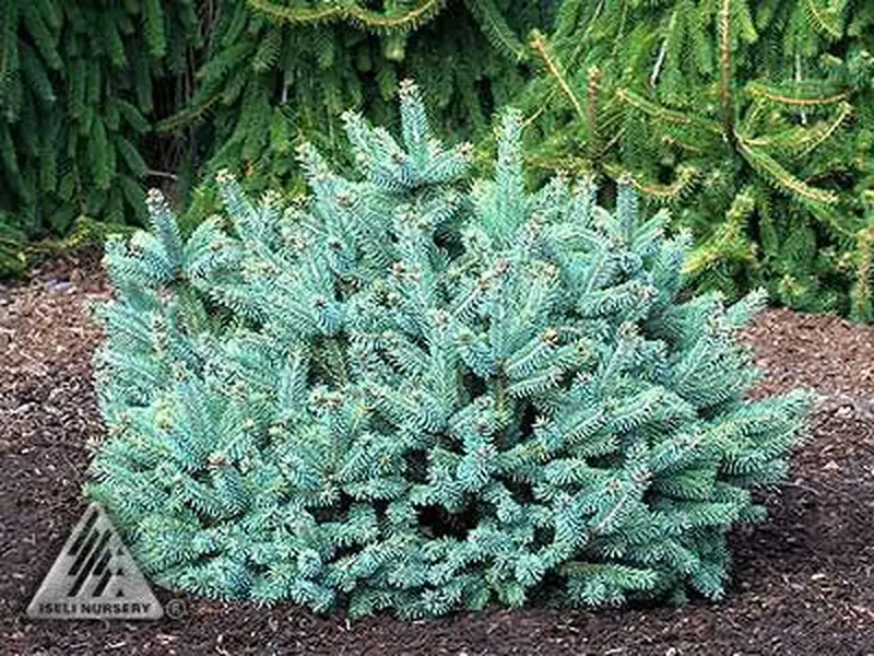 Ялина сиза – Picea glauca Cecilia (горщик C10) на штамбі