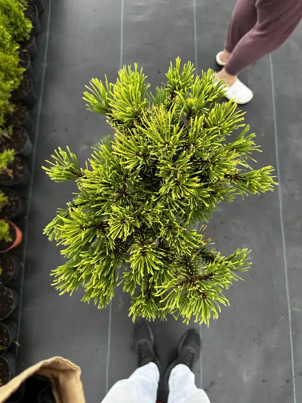 Купити саджанці Pinus uncinata Orange Sebastian в розсаднику Sadgosp
